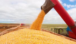 Safra recorde de milho exige atenção redobrada com doenças nas lavouras