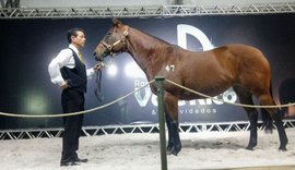 5º Leilão Vale Rico reúne o melhor da vaquejada