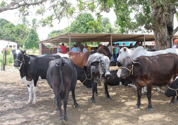 Pindorama participa de dia de campo sobre bovinos