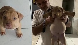 Vídeo: Cachorrinho fica 'barrigudo' ao rasgar saco de ração e comer quase tudo