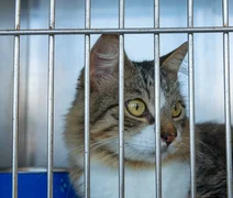 Focinho Responsável realiza nova edição de feira de adoção na Serraria