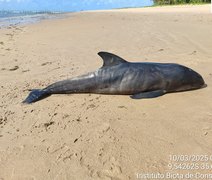 Filhote de golfinho é encontrado morto em Ipioca e passa por necropsia em Maceió﻿