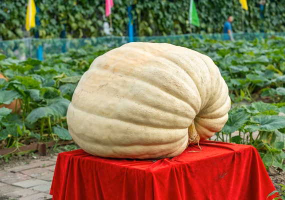 Frutas e vegetais gigantes: por que acontecem e como cultivar