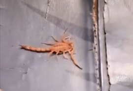 Vídeo: Passageira é picada por escorpião dentro de micro-ônibus em Rio Largo