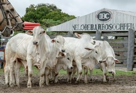 IBC  tem variedade para a pecuária
