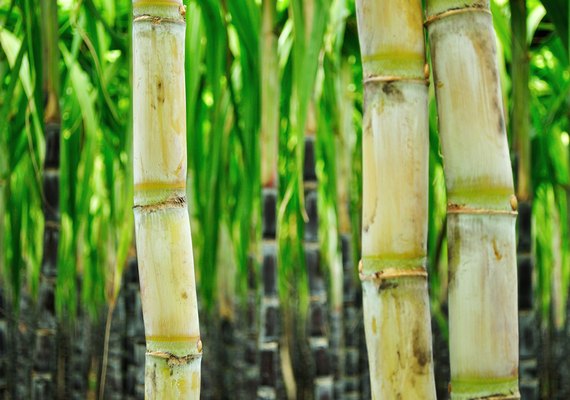 Alta do ATR anima fornecedores de cana em Alagoas
