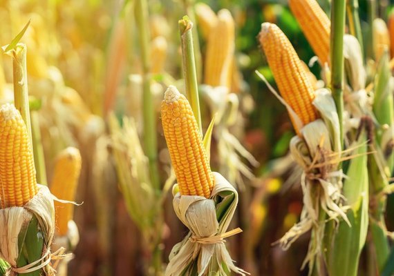 Plantio de milho cresce em Alagoas