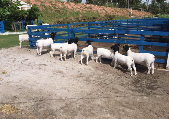 Curso de melhoramento genético em ovinos abre 8ª Expoalagoas Genética
