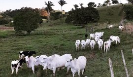 Crédito para pecuária familiar cresce mais de 200% em Alagoas