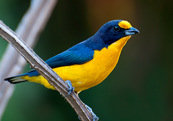 Ave silvestre é apreendida em Pilar
