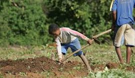 Redução do trabalho infantil na agricultura de AL cai mais de 60%