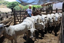 Febre Aftosa: Prazo para declarar vacinação encerra domingo