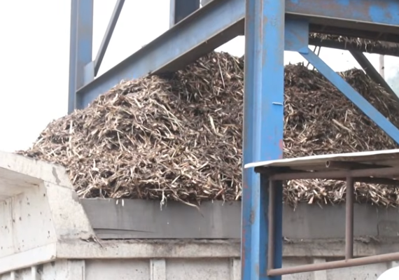 Produção de cana sofre redução devido à forte estiagem em AL