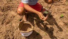 Inscrições para o programa Planta Alagoas se encerram nesta quinta-feira (02)