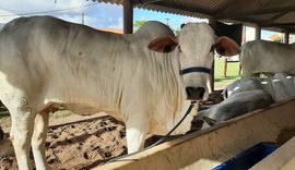 72ª Expoagro Alagoas vai reunir cadeias produtivas da agropecuária em Maceió