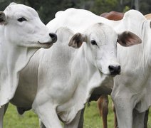 Preço da carne bovina deve depender da oferta em 2024