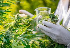 Entra em vigor norma que autoriza fabricação e venda de derivados da cannabis