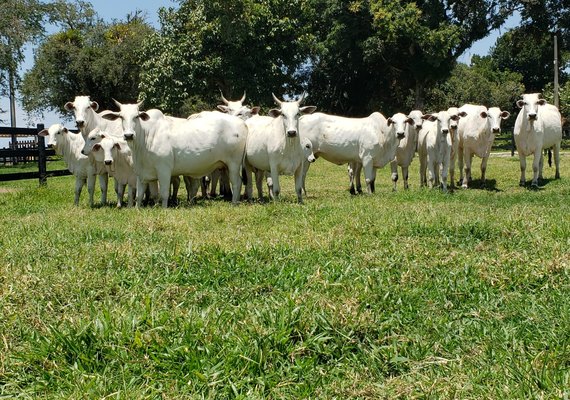 Dia de Campo da Agro CPMF vai apresentar animais do 18º Leilão Nelore Positivo