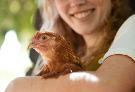 Bem-estar do animal melhora qualidade dos alimentos