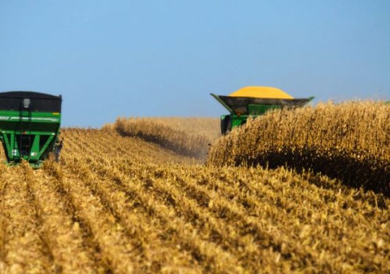 Produção agrícola pode diminuir se onda de calor continuar em AL, aponta engenheiro agrônomo