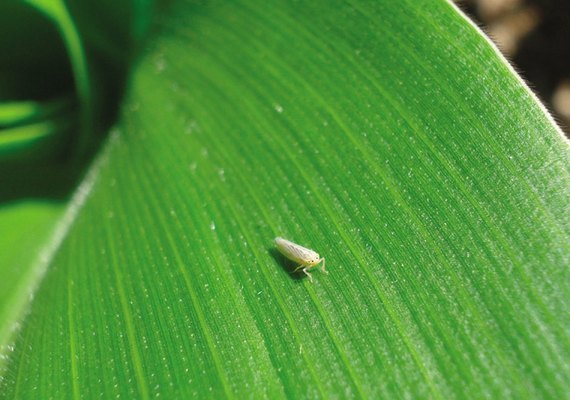 Embrapa: novo bioinseticida à base de fungo controla cigarrinha-do-milho