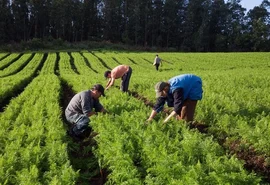 Deputado apela ao governo para a elaboração de projetos voltados para agricultura familiar