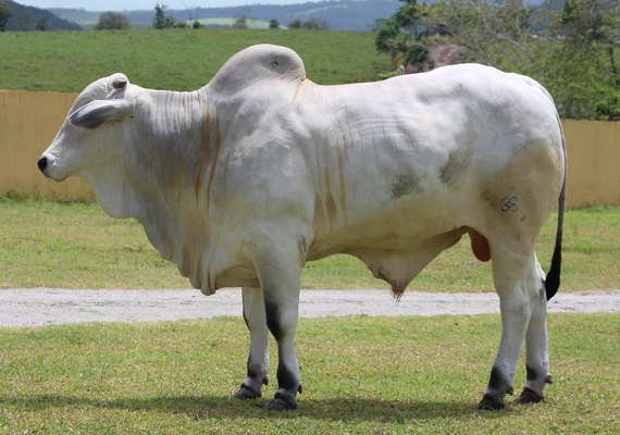 CPMF oferta rebanho com padrão genético equilibrado