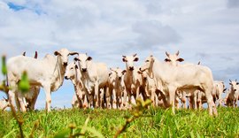 Começa primeira etapa de vacinação contra febre aftosa