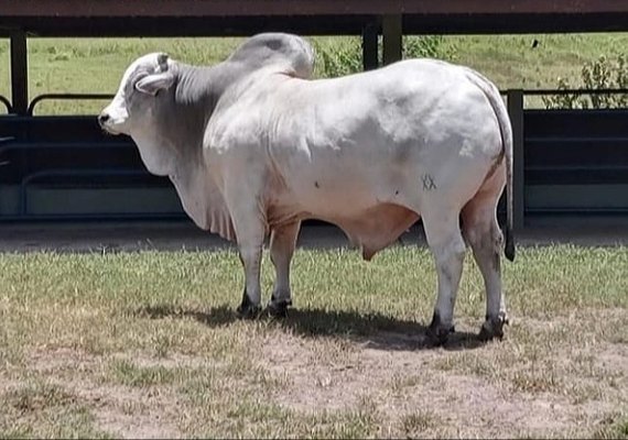 Leilão Varrela Reprodutores Provados acontece neste sábado (16)