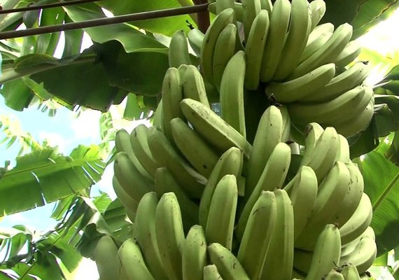 BNB lança programa para  incentivar bananicultura no Leste de AL