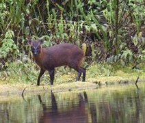 Pudu: Conheça a nova espécie de mamífero descoberta no Peru