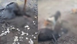 Ovelhas são mortas durante a madrugada e levanta rumores de 'Chupa Cabra'