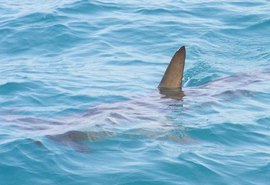 Morre rapaz atacado por tubarão em praia do Grande Recife