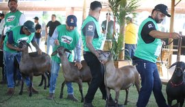 Expoagro: santa inês é destaque de genética em seletiva para exposição Nacional