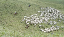Fazenda Recanto completa 200 anos de história como referência em Alagoas
