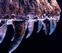 Primeira trilha de tiranossauro rex adulto é descoberta nos EUA