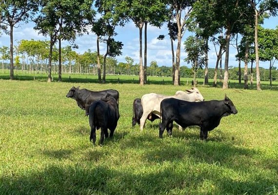 Manejo da fertilidade do solo gera lucro e sustentabilidade às pastagens