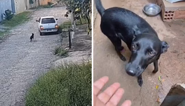 VÍDEO: Cachorrinha corre ao redor de carro após ser abandonada em Campinas