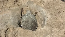 Tartaruga-cabeçuda é encontrada morta na Praia de Ponta Verde