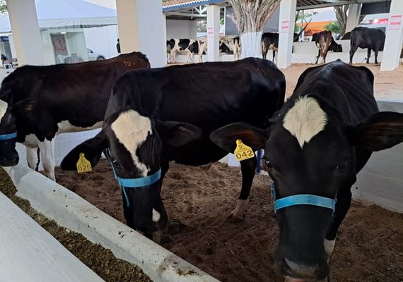 41ª Expo Bacia Leiteira valoriza produção da agricultura familiar de AL