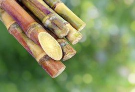 Agro: Queda no preço do etanol faz ATR ter leve queda em abril