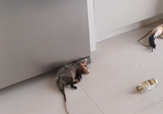 Moradora encontra gamba dormindo em sua cozinha e descobre o motivo: bebida