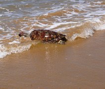 IMA alerta população sobre conduta ao encontrar peixes-boi e tartarugas nas praias de Alagoas