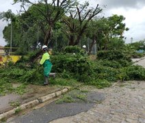 Saiba como solicitar poda de árvore de forma gratuita em Maceió