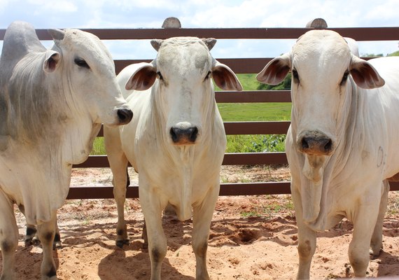 Nelore Positivo promete melhorar geneticamente qualquer rebanho
