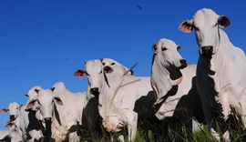 Cooperativa aponta crescimento do mercado de carnes nobres no Brasil