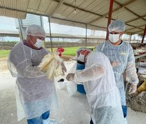 Influenza aviária: testes descartam circulação do vírus em Alagoas