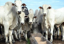 Mal da Vaca Louca:  suspensão da exportação da carne bovina para a China