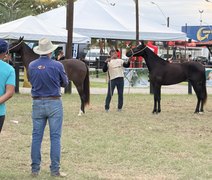 Expoalagoas: 6ª Etapa do Nordestino do Mangalarga Marchador movimenta Maceió