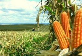 25% da produção de milho do estado vem de Arapiraca, afirma engenheiro Agrônomo